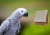 How Long Do African Greys Live? Lifespan and Care Tips how long do african greys live