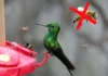 How to Keep Bees Away from Hummingbird Feeders: A Complete Guide how to keep bees away from hummingbird feeders