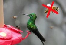 How to Keep Bees Away from Hummingbird Feeders: A Complete Guide how to keep bees away from hummingbird feeders