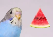 Is It Good to Feed Parakeets Watermelon? A Complete Guide is it good to feed parakeets watermelon