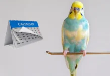 How Long Do Parakeets Live? The Lifespan of a Budgie Parakeet lifespan of a budgie parakeet