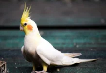 Lutino Cockatiel Bird Facts: Care, Characteristics, and Personality lutino cockatiel bird