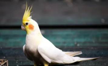 Lutino Cockatiel Bird Facts: Care, Characteristics, and Personality lutino cockatiel bird
