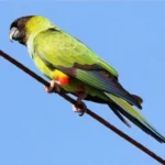 Nanday Parakeet: All About This Vibrant Species nanday parakeet
