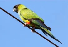 Nanday Parakeet: All About This Vibrant Species nanday parakeet