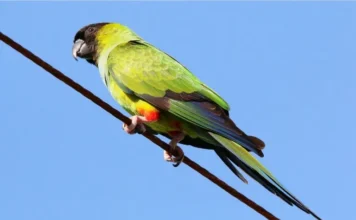 Nanday Parakeet: All About This Vibrant Species nanday parakeet