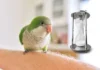 Quaker Parrot Lifespan: How Long Do They Live? quaker parrot lifespan