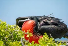 Weird Bird Names and Their Surprising Origins weird bird names