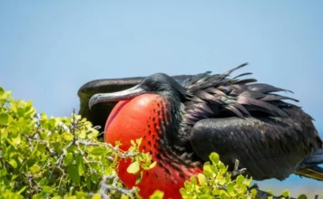 Weird Bird Names and Their Surprising Origins weird bird names