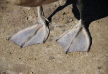 What Are Birds’ Feet Called? Exploring Bird Foot Terminology what are birds feet called