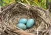 What Birds Have Blue Eggs? Discover the Fascinating Species Behind Them what birds have blue eggs