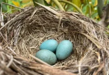 What Birds Have Blue Eggs? Discover the Fascinating Species Behind Them what birds have blue eggs