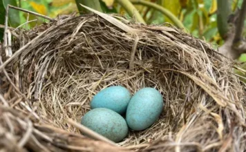 What Birds Have Blue Eggs? Discover the Fascinating Species Behind Them what birds have blue eggs