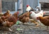 What Is a Group of Chickens Called? Collective Nouns Explained what is a group of chickens called
