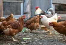 What Is a Group of Chickens Called? Collective Nouns Explained what is a group of chickens called