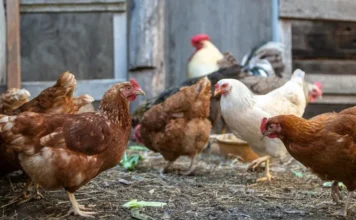 What Is a Group of Chickens Called? Collective Nouns Explained what is a group of chickens called