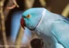 Blue Indian Ringneck Parrot: Facts, Personality & Care Blue Indian Ringneck Parrot