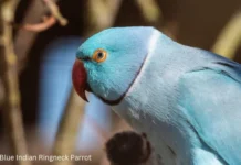 Blue Indian Ringneck Parrot: Facts, Personality & Care Blue Indian Ringneck Parrot