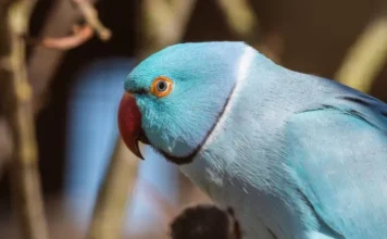 Blue Indian Ringneck Parrot: Facts, Personality & Care Blue Indian Ringneck Parrot