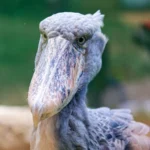 Shoebill: The Scariest Bird with a Deadly Stare Shoebill: The Scariest Bird