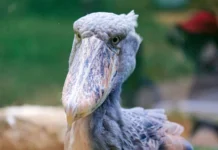 Shoebill: The Scariest Bird with a Deadly Stare Shoebill: The Scariest Bird