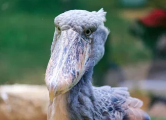 Shoebill: The Scariest Bird with a Deadly Stare Shoebill: The Scariest Bird