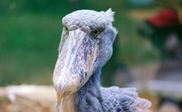 Shoebill: The Scariest Bird with a Deadly Stare Shoebill: The Scariest Bird