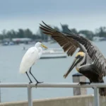 20 Stunning Birds of Florida & Where to Find Them birds of florida