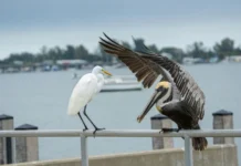 20 Stunning Birds of Florida & Where to Find Them birds of florida