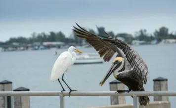 20 Stunning Birds of Florida & Where to Find Them birds of florida