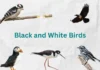 10 Striking Black and White Birds You Should Know black and white birds