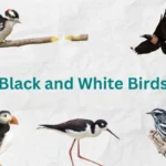 10 Striking Black and White Birds You Should Know black and white birds
