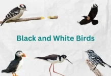 10 Striking Black and White Birds You Should Know black and white birds