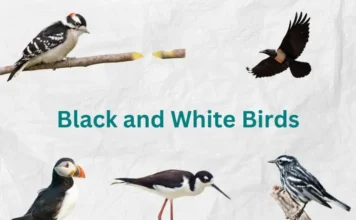 10 Striking Black and White Birds You Should Know black and white birds