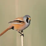 10 Cute Birds That Will Brighten Your Day cute birds