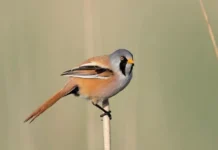 10 Cute Birds That Will Brighten Your Day cute birds