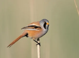 10 Cute Birds That Will Brighten Your Day cute birds