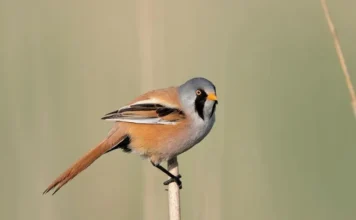 10 Cute Birds That Will Brighten Your Day cute birds