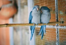 How Do Birds Mate? Mating & Reproduction Explained how do birds mate