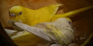 parakeet eggs