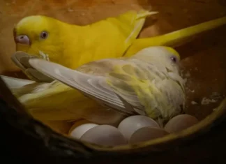 Parakeet Eggs: Complete Care & Hatching Guide parakeet eggs