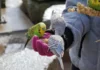 What Do Parakeets Eat? Best Foods & Diet Tips what do parakeets eat
