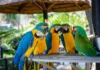 What Is a Group of Parrots Called? The Answer May Surprise You what is a group of parrots called
