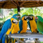 What Is a Group of Parrots Called? The Answer May Surprise You what is a group of parrots called