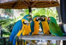 What Is a Group of Parrots Called? The Answer May Surprise You what is a group of parrots called