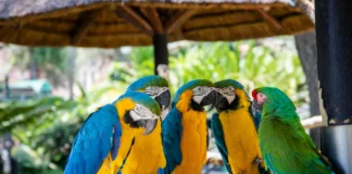 what is a group of parrots called