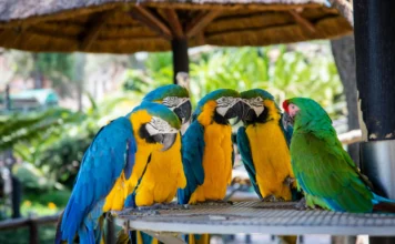 What Is a Group of Parrots Called? The Answer May Surprise You what is a group of parrots called